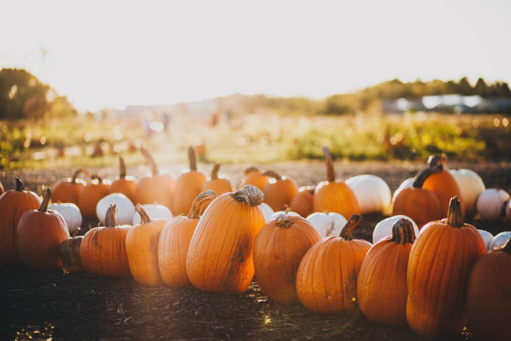 Photo De Citrouilles